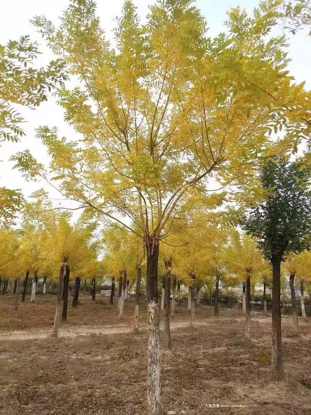 金枝國(guó)槐