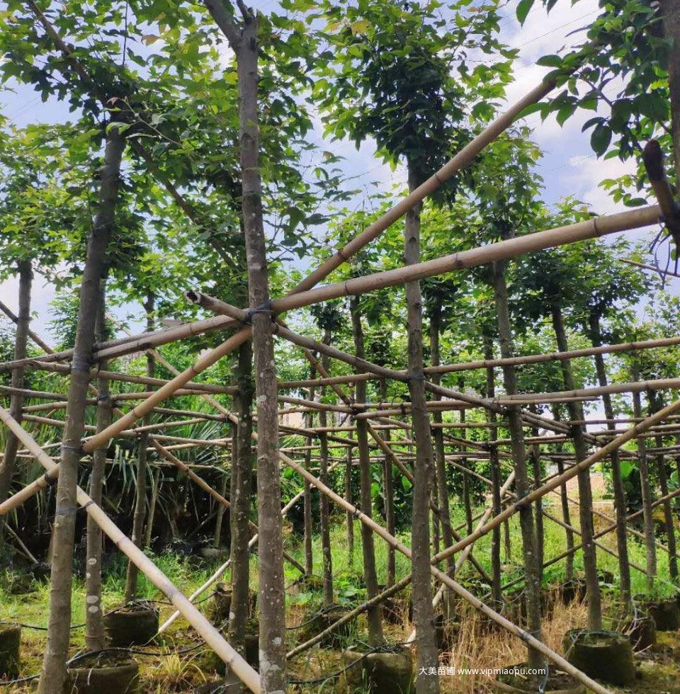 楓香樹