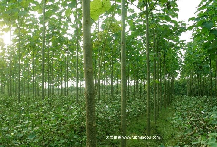 泡桐樹