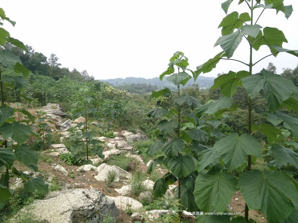 泡桐樹