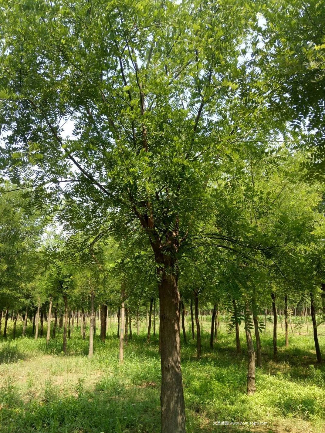 國(guó)槐