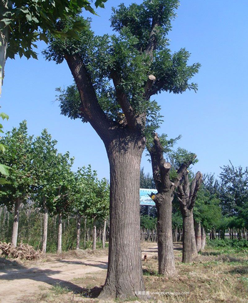 國(guó)槐