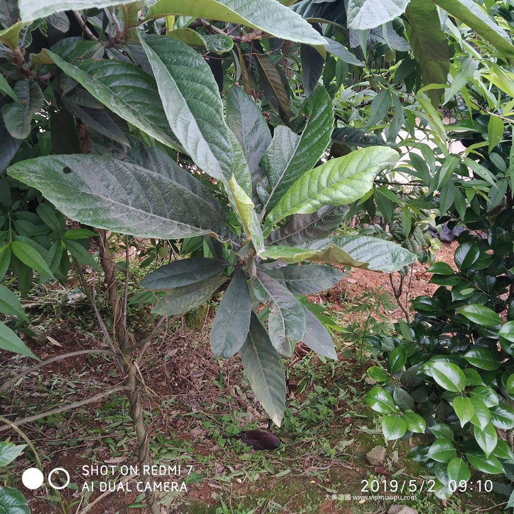 枇杷樹