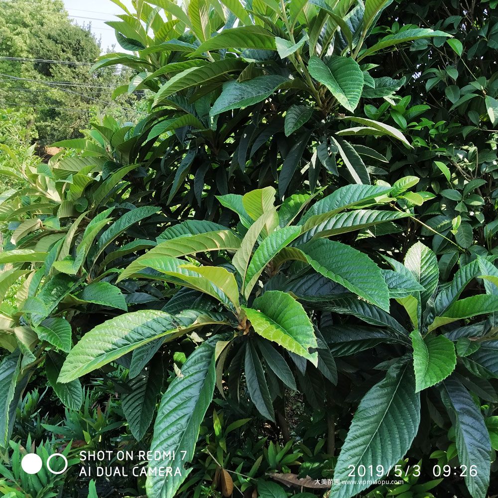 枇杷樹
