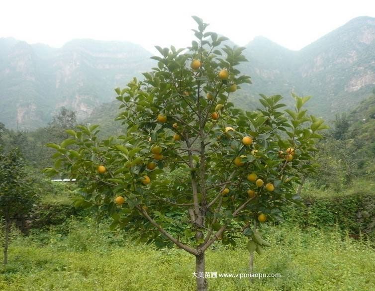 柿子(zǐ)樹