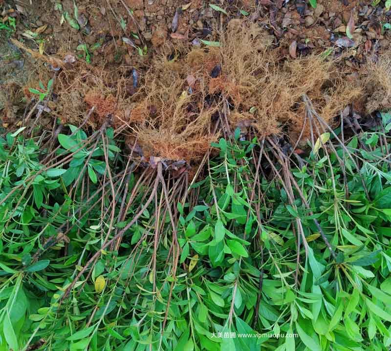 毛杜鵑根系、樹型、分枝都是(shì)很不(bù)錯的(de)