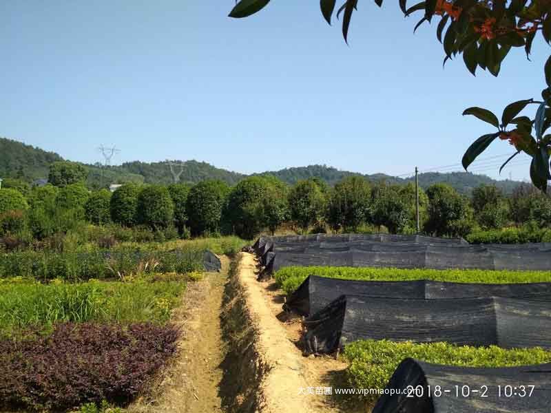 大(dà)美苗圃苗木基地(dì / de)