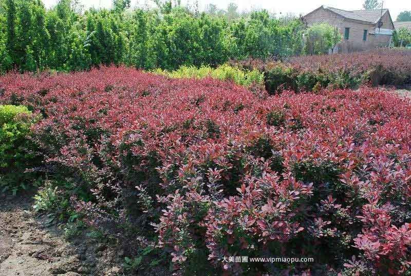 紅葉小檗