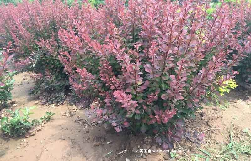 紅葉小檗