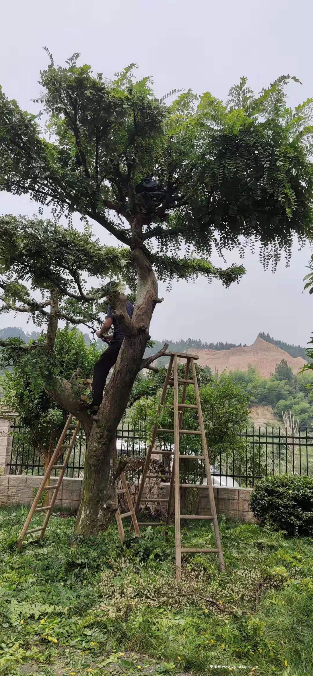 榆樹修剪