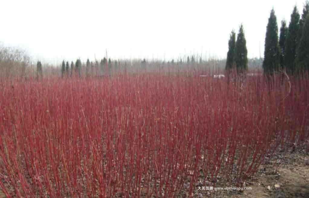 紅瑞木