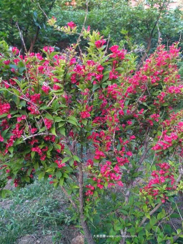 紅王子(zǐ)錦帶