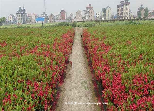 紅王子(zǐ)錦帶