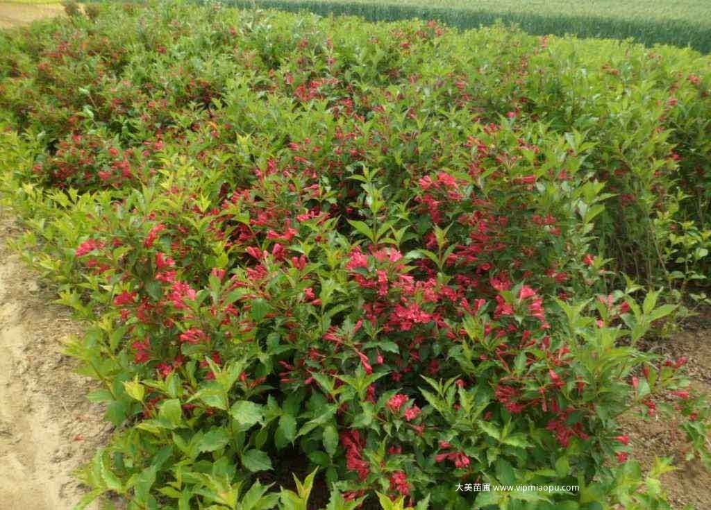 紅王子(zǐ)錦帶