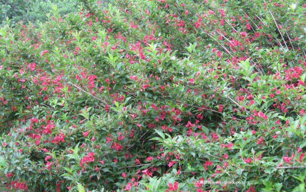 紅王子(zǐ)錦帶