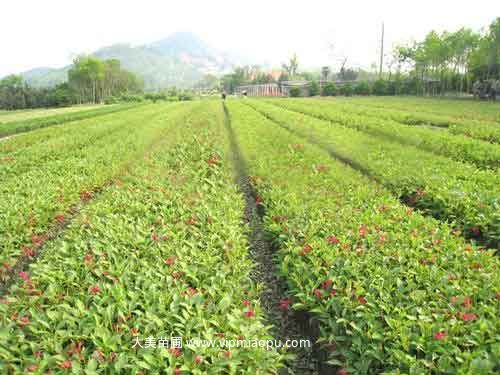 紅王子(zǐ)錦帶