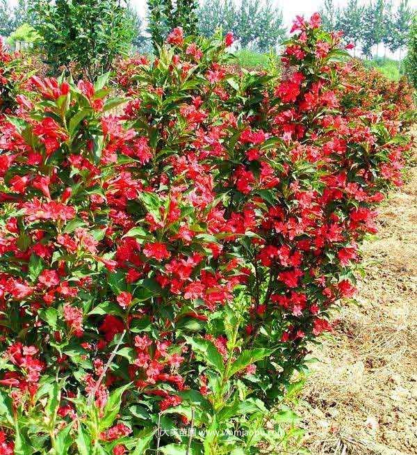 紅王子(zǐ)錦帶