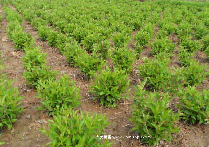 紅王子(zǐ)錦帶