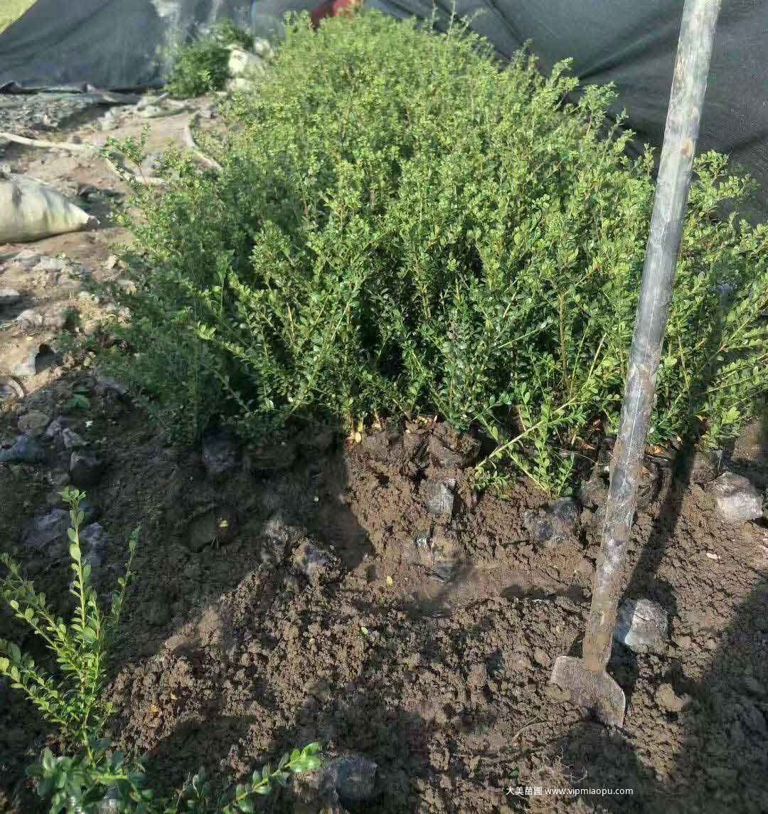 龜甲冬青