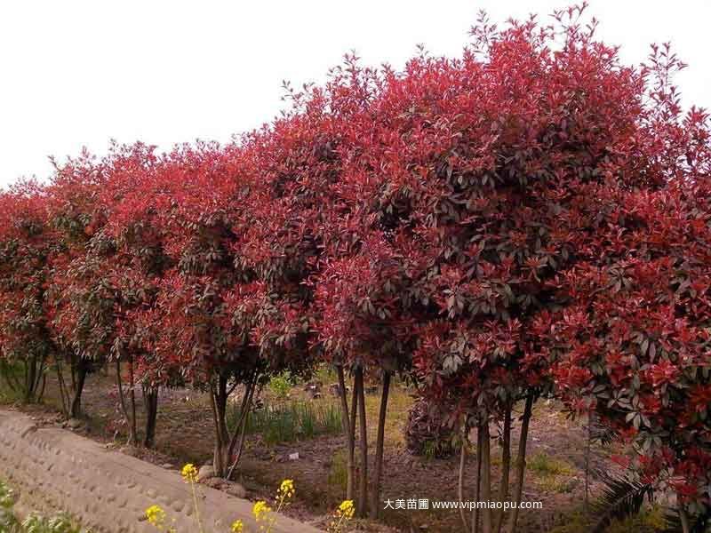 紅葉石楠
