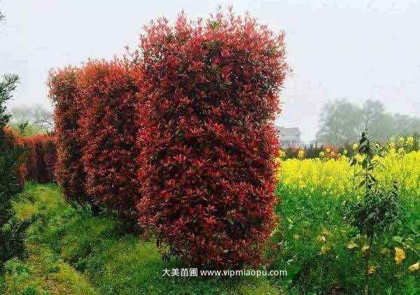 紅葉石楠