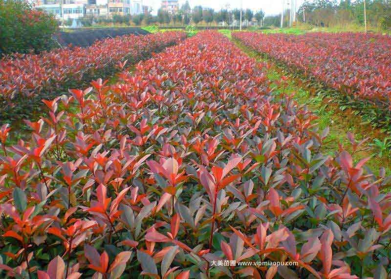紅葉石楠