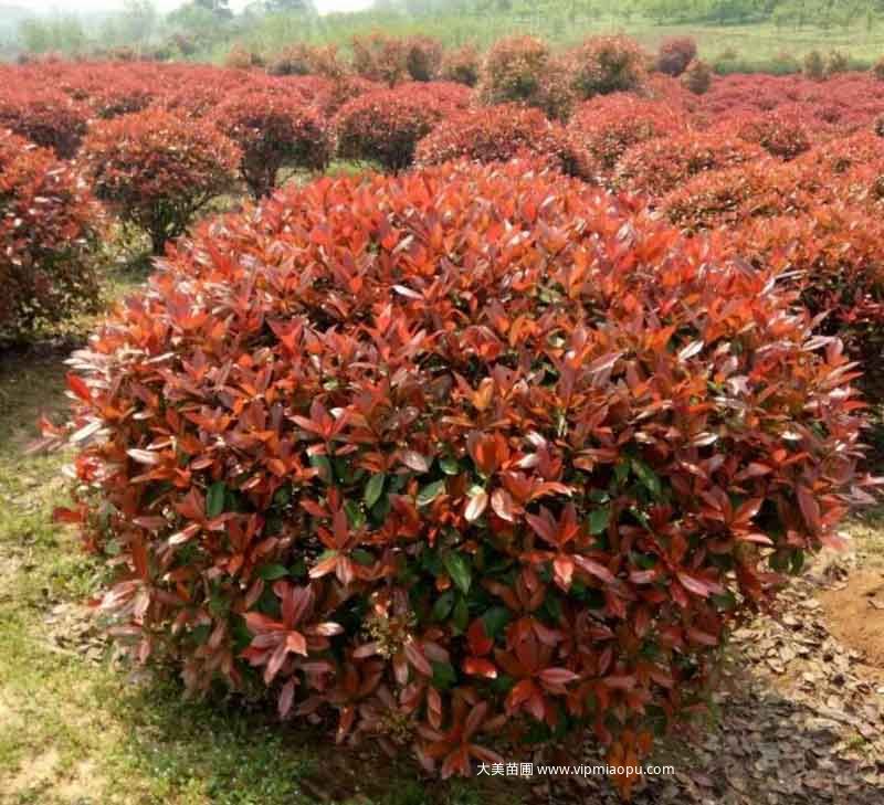 紅葉石楠