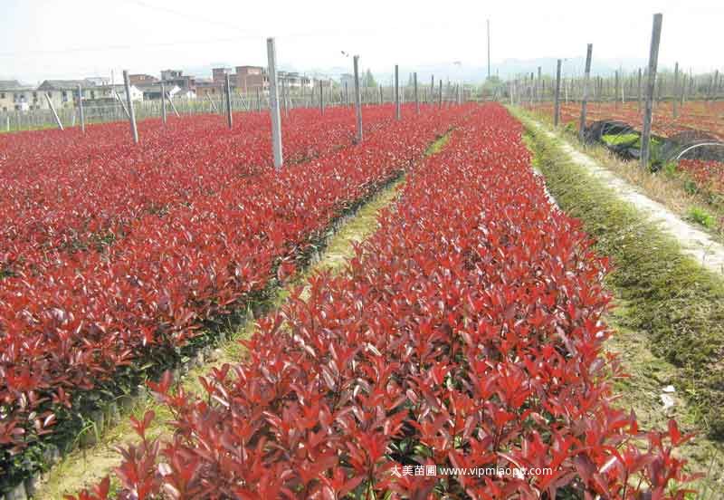 紅葉石楠