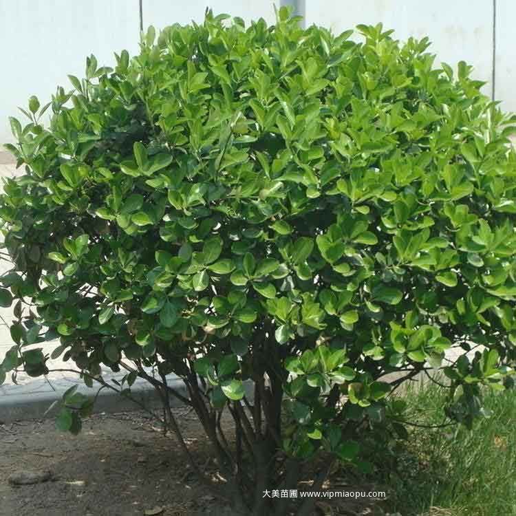 大(dà)葉黃楊