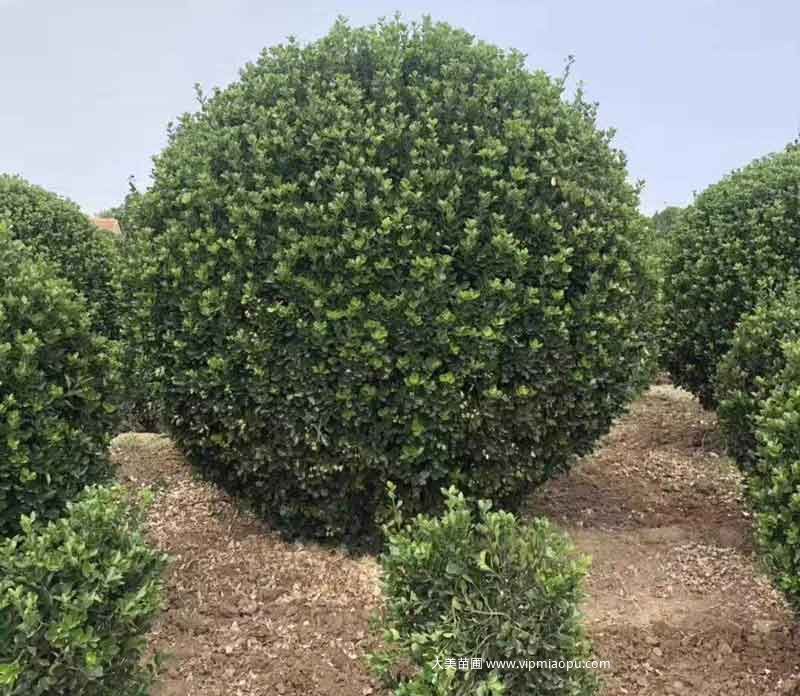 大(dà)葉黃楊