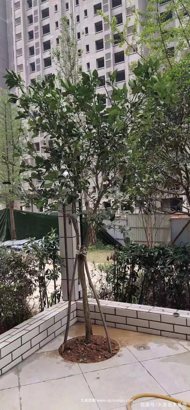 柚子(zǐ)樹