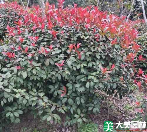 紅葉石楠球