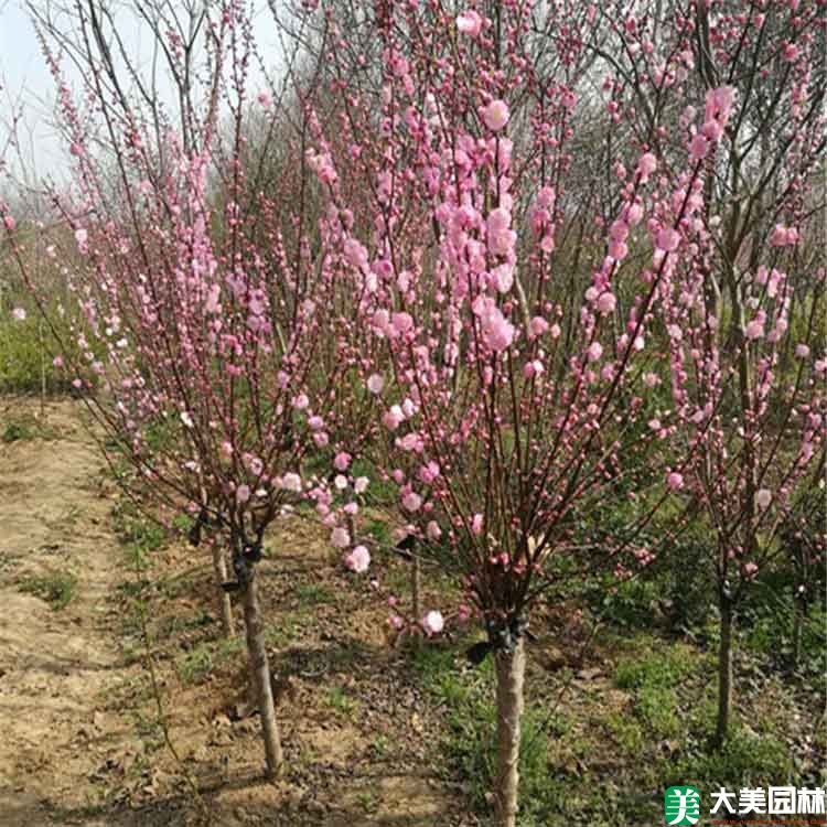 重瓣榆葉梅