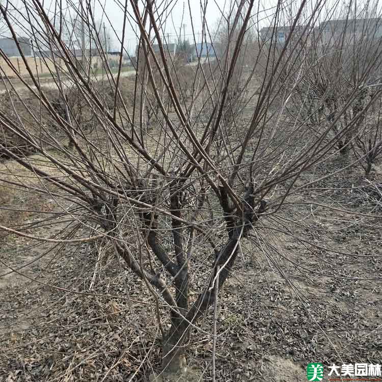 重瓣榆葉梅