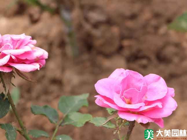 鑽石玫瑰