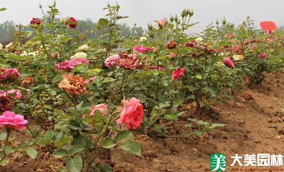 鑽石月季