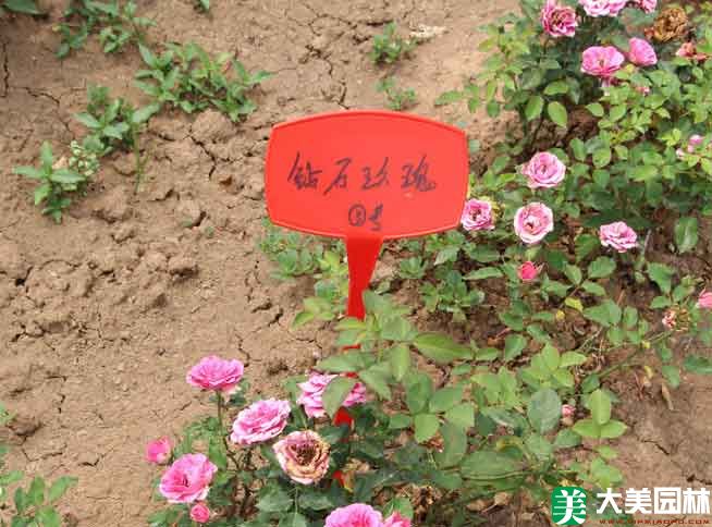鑽石月季