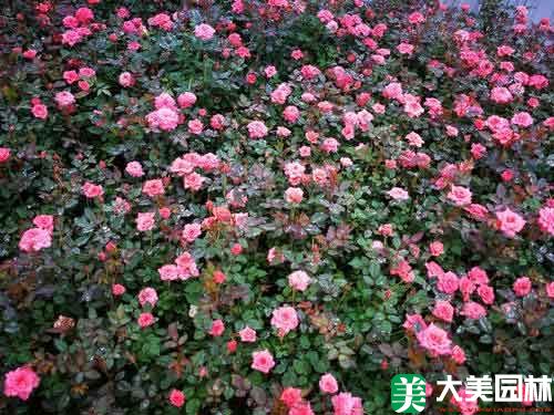 鑽石月季