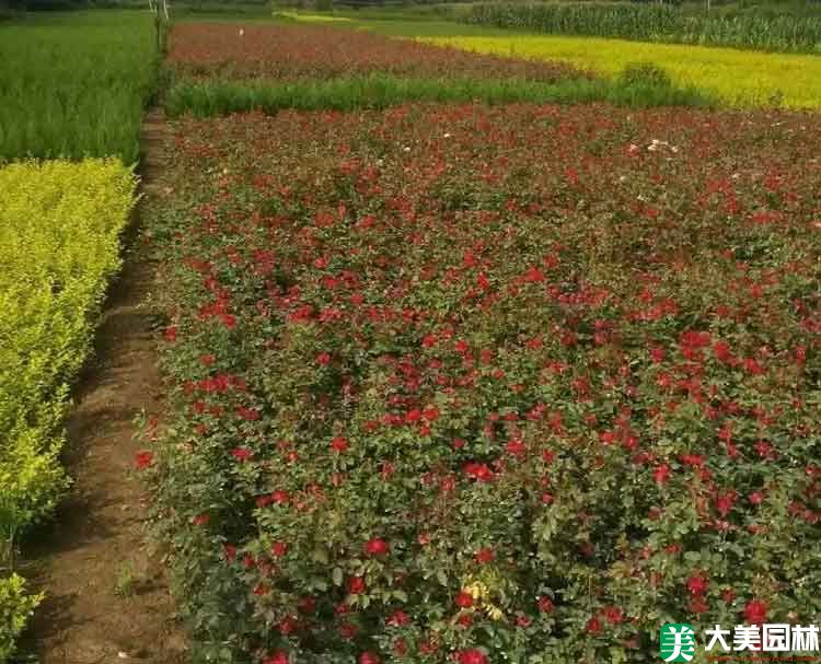 雜種香水月季