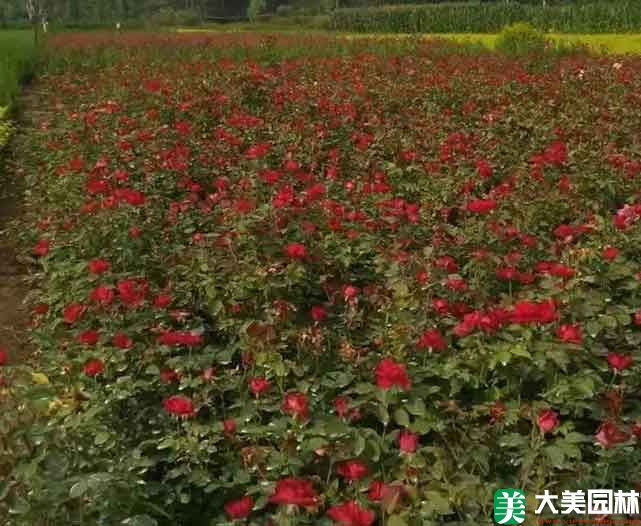 雜種香水月季