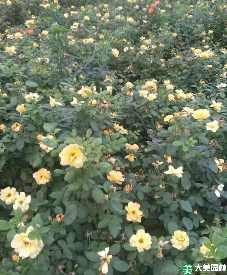 雜種香水月季