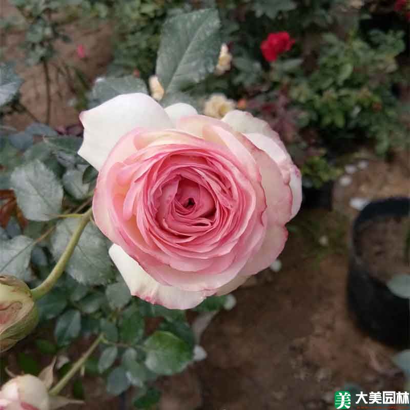 雜種香水月季