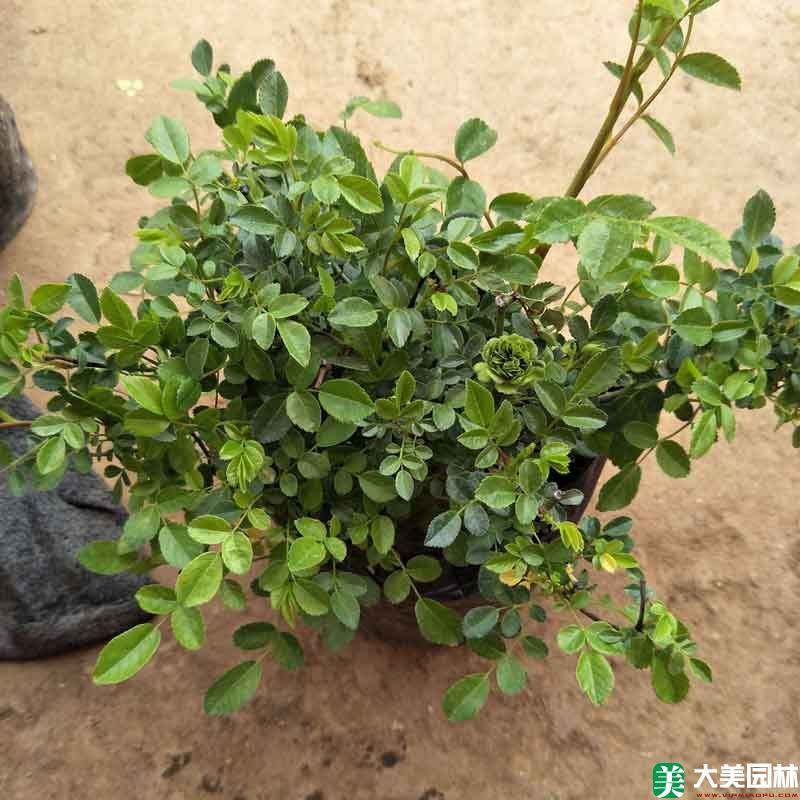 雜種香水月季