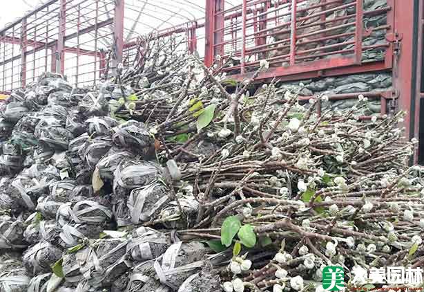 結香花