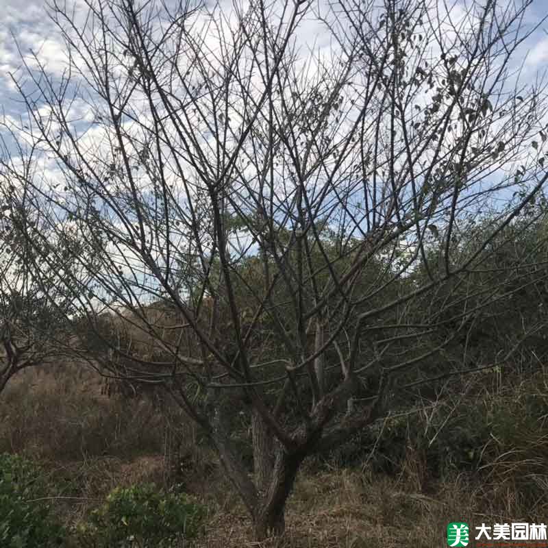 綠梅