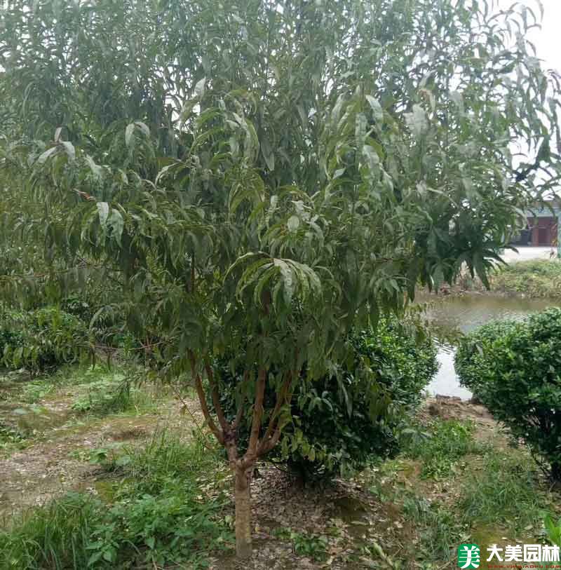 綠梅