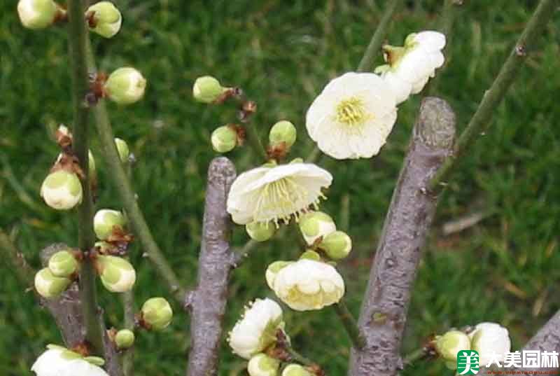 綠梅