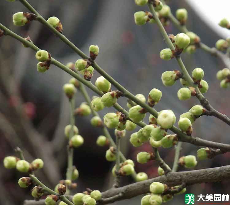 綠梅