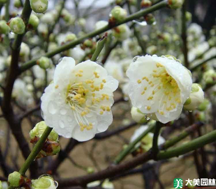 綠梅