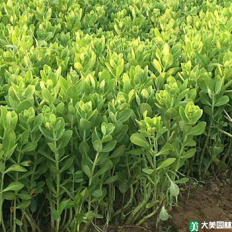 八寶景天